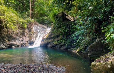 JUNGLE DREAMS FARM: WHERE NATURE MEETS SERENITY – 20 ACRES